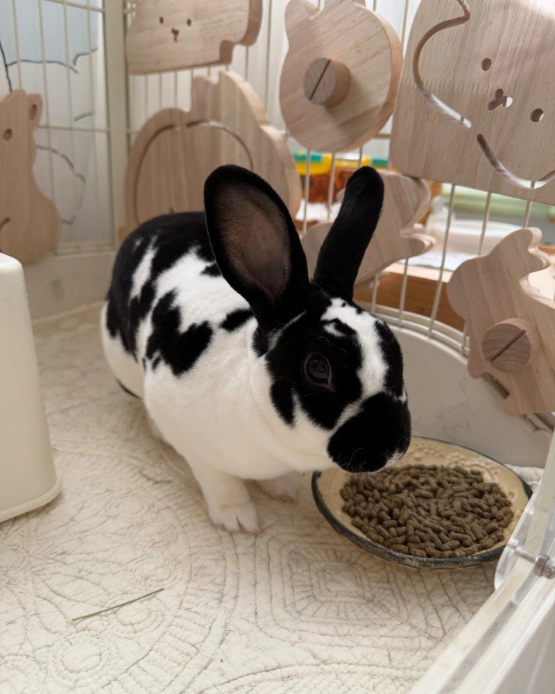 thỏ mini rex 15