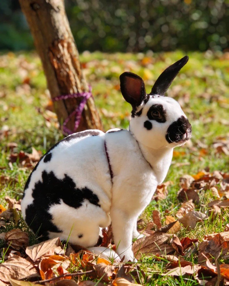 thỏ mini rex 18