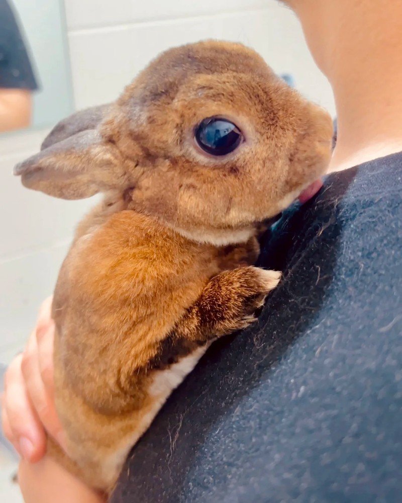 thỏ mini rex 19