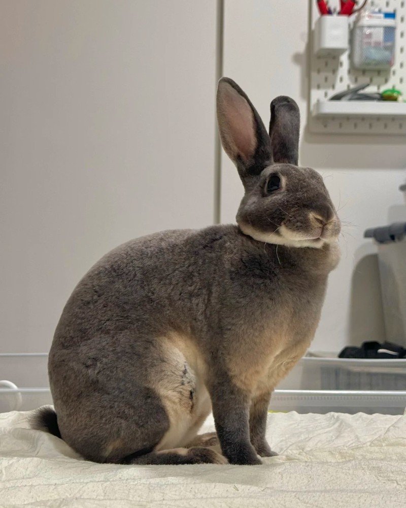 thỏ mini rex 2