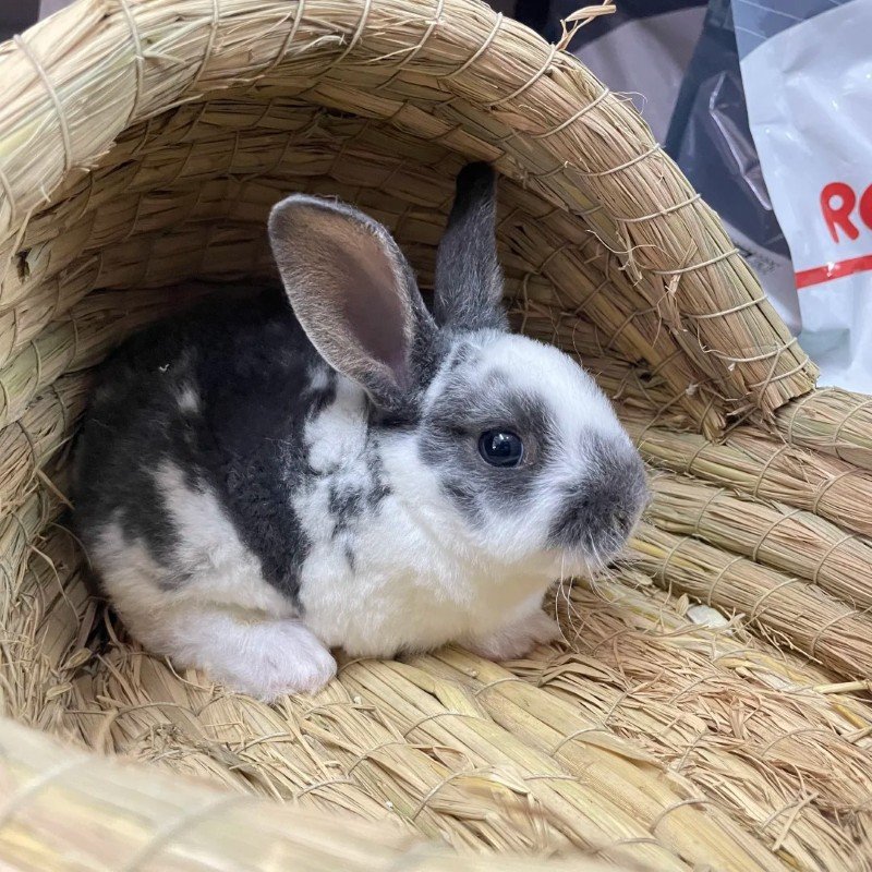 thỏ mini rex 25