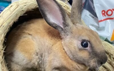 Thỏ Mini Rex – Giống thỏ lông nhung độc đáo, dễ nuôi