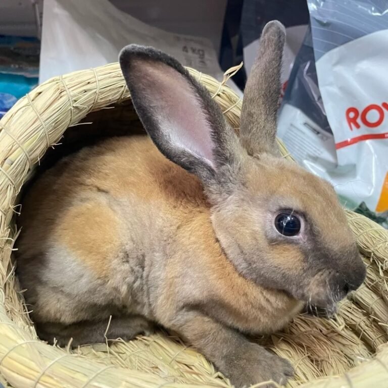 Thỏ Mini Rex – Giống thỏ lông nhung độc đáo, dễ nuôi