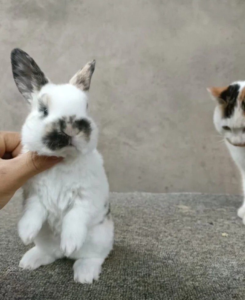 thỏ mini rex 28
