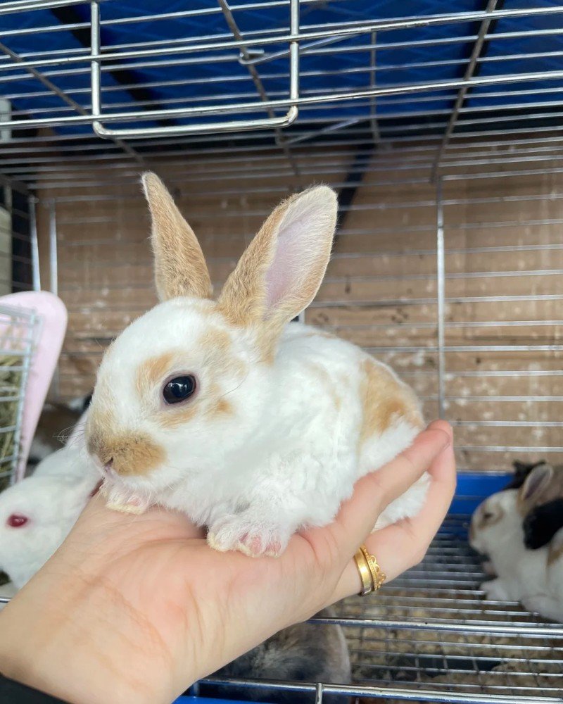 thỏ mini rex 29