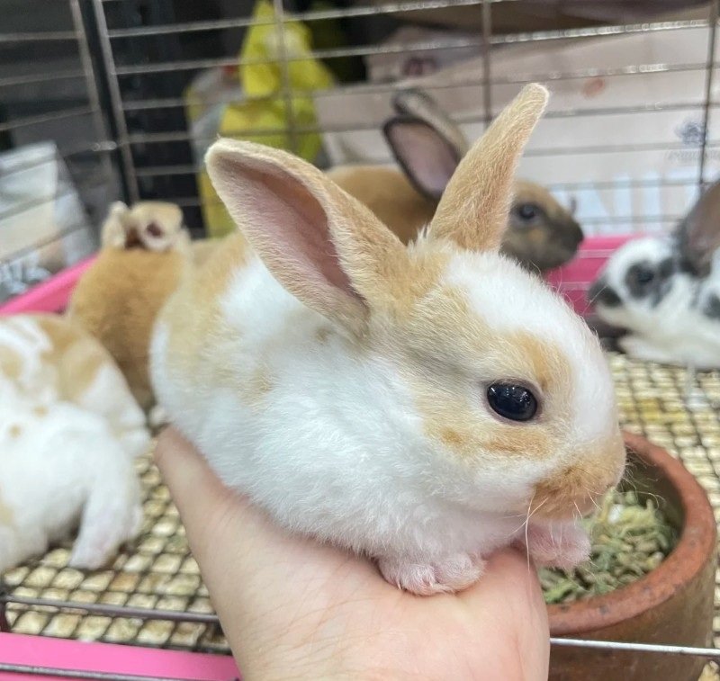 thỏ mini rex 30