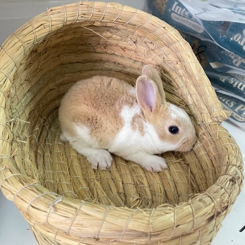 thỏ mini rex 31