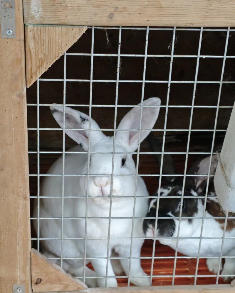 thỏ mini rex 4
