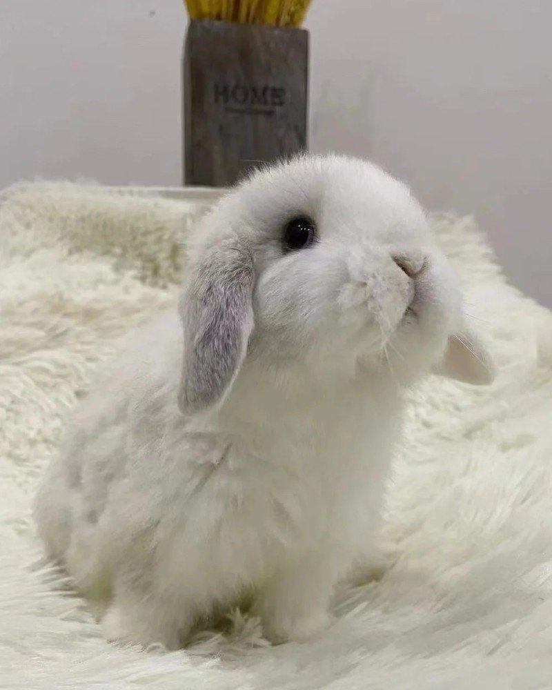 thỏ minilop 14