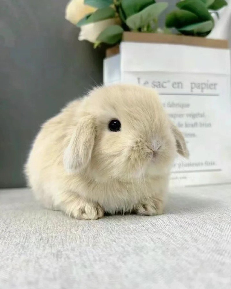 thỏ minilop 21