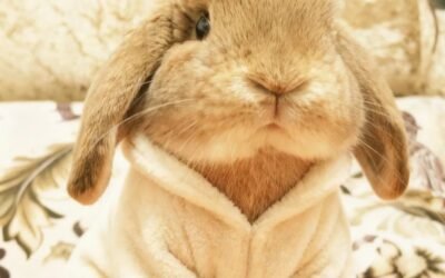 Thỏ MiniLop – Giống thỏ tai cụp mini được yêu thích hiện nay