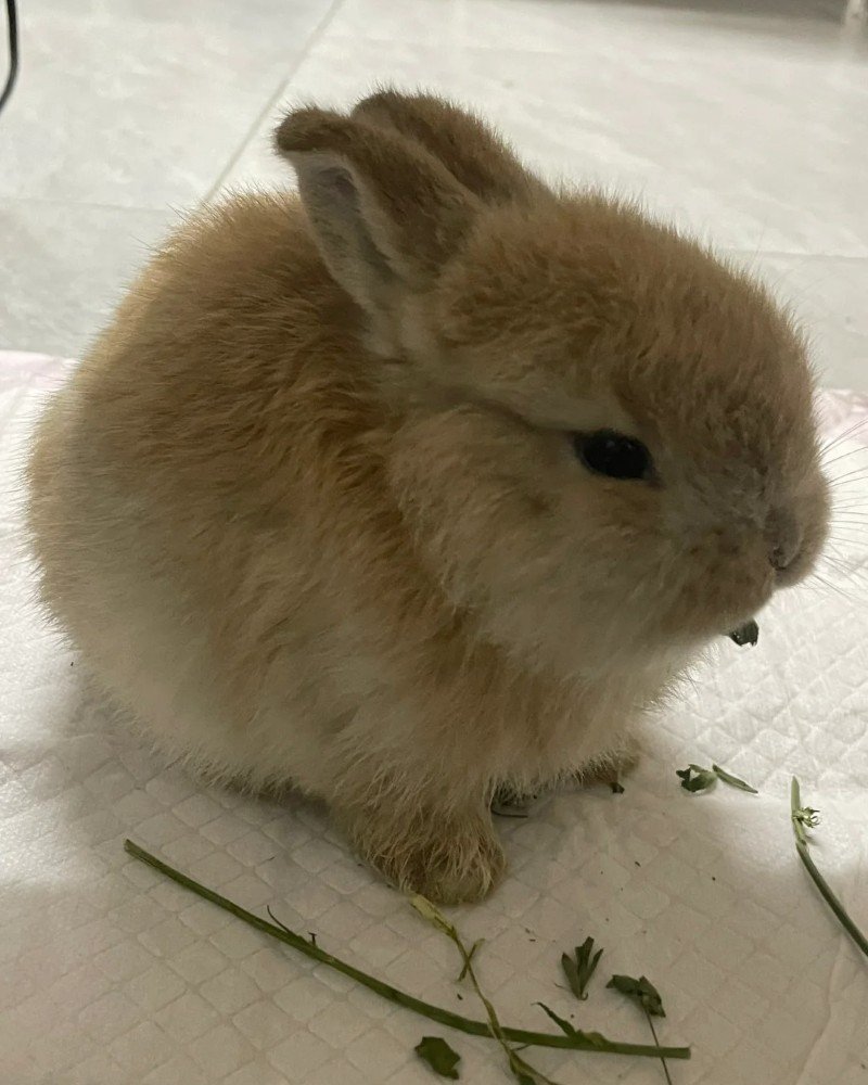 thỏ minilop 31