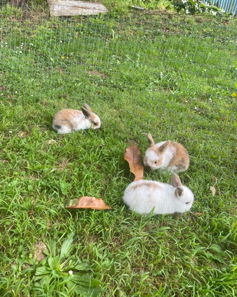 thỏ new zealand 10