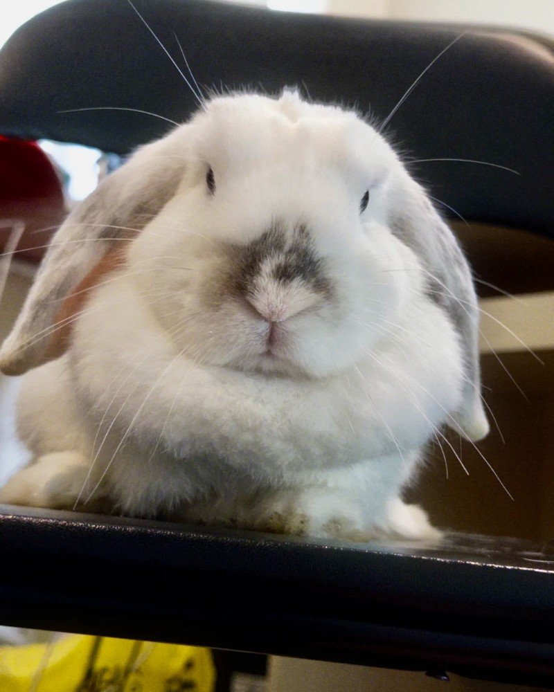 thỏ new zealand 11