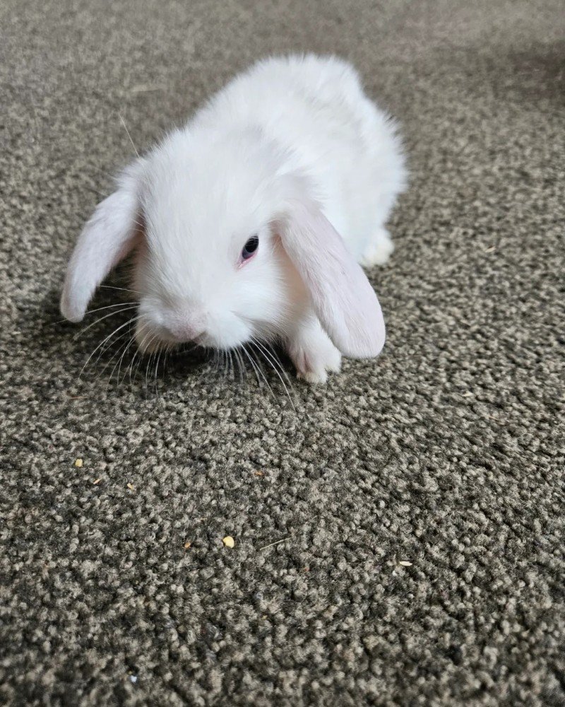 thỏ new zealand 12