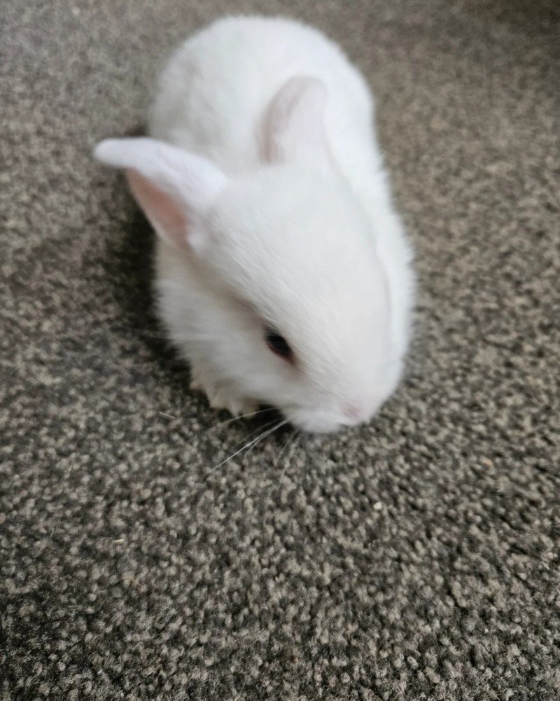 thỏ new zealand 13