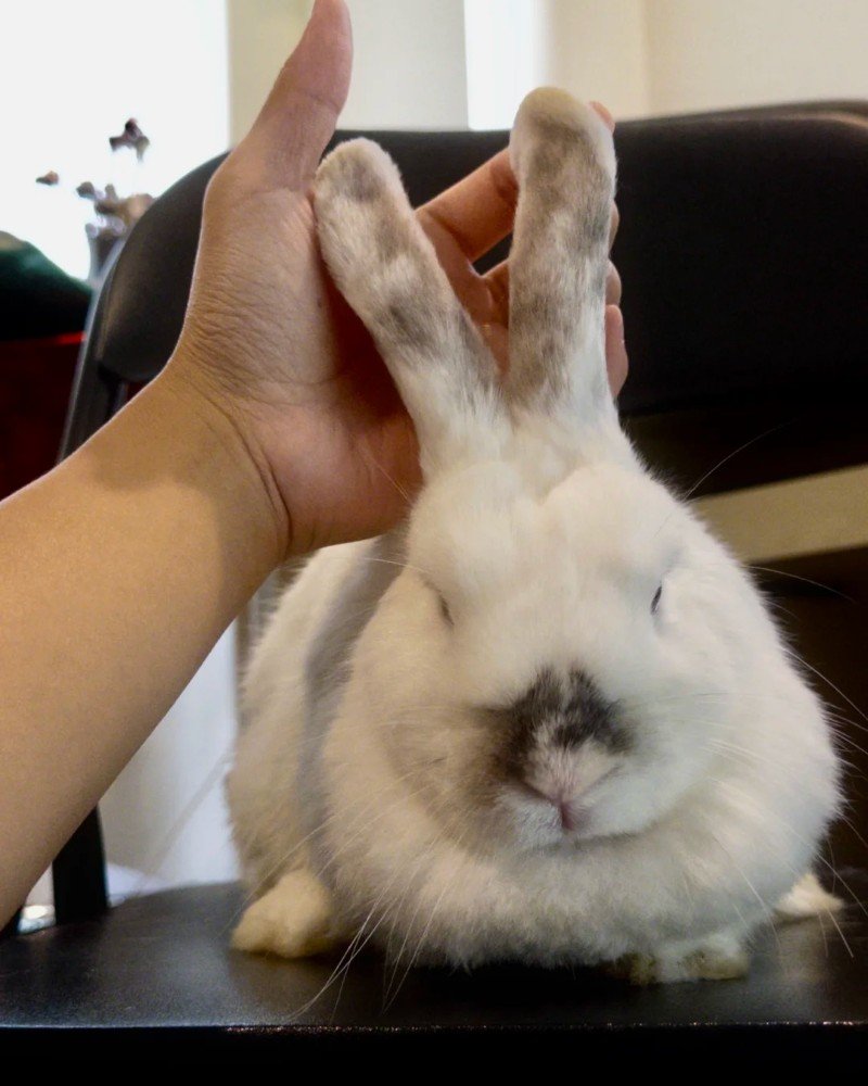 thỏ new zealand 14