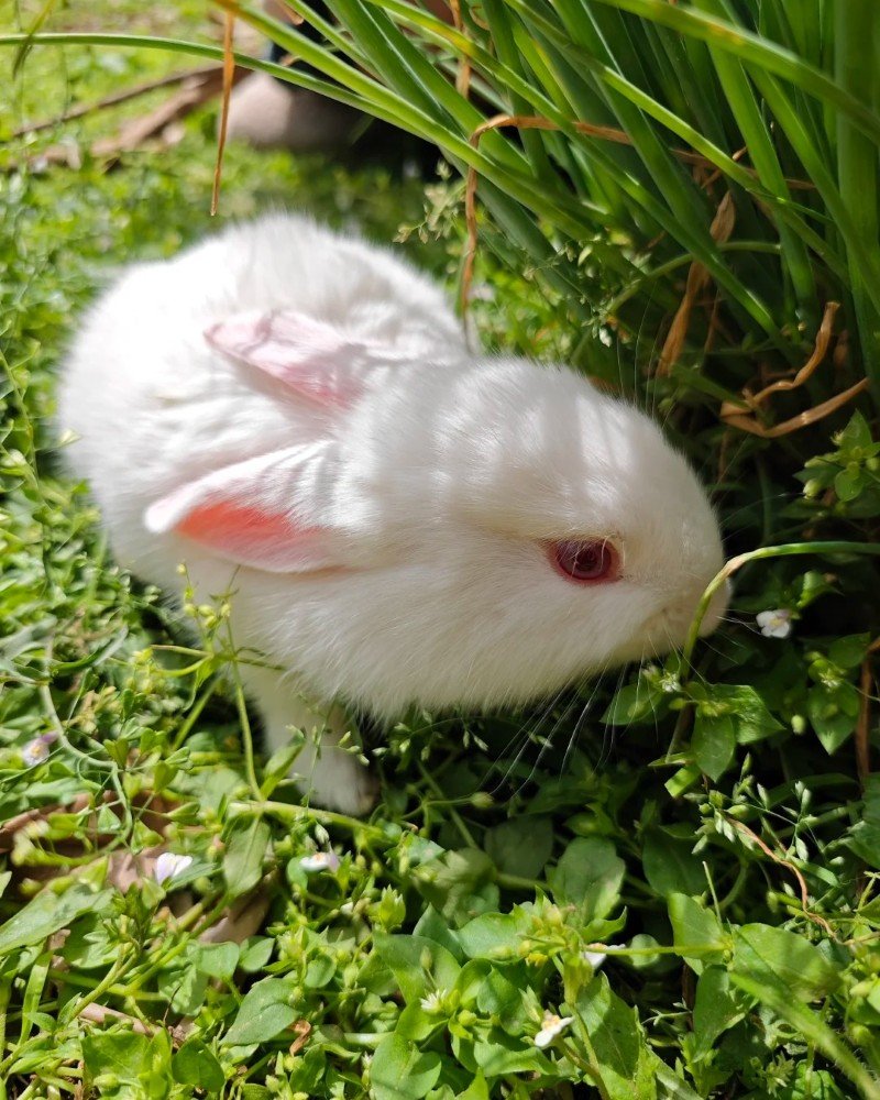 thỏ new zealand 16