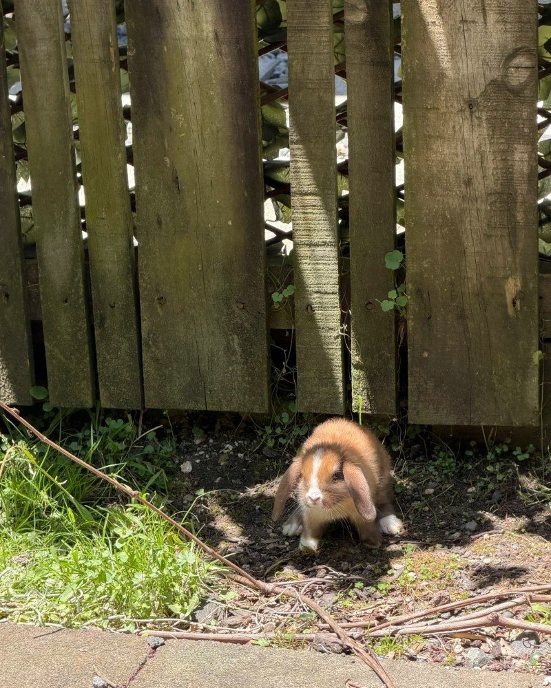 thỏ new zealand 17