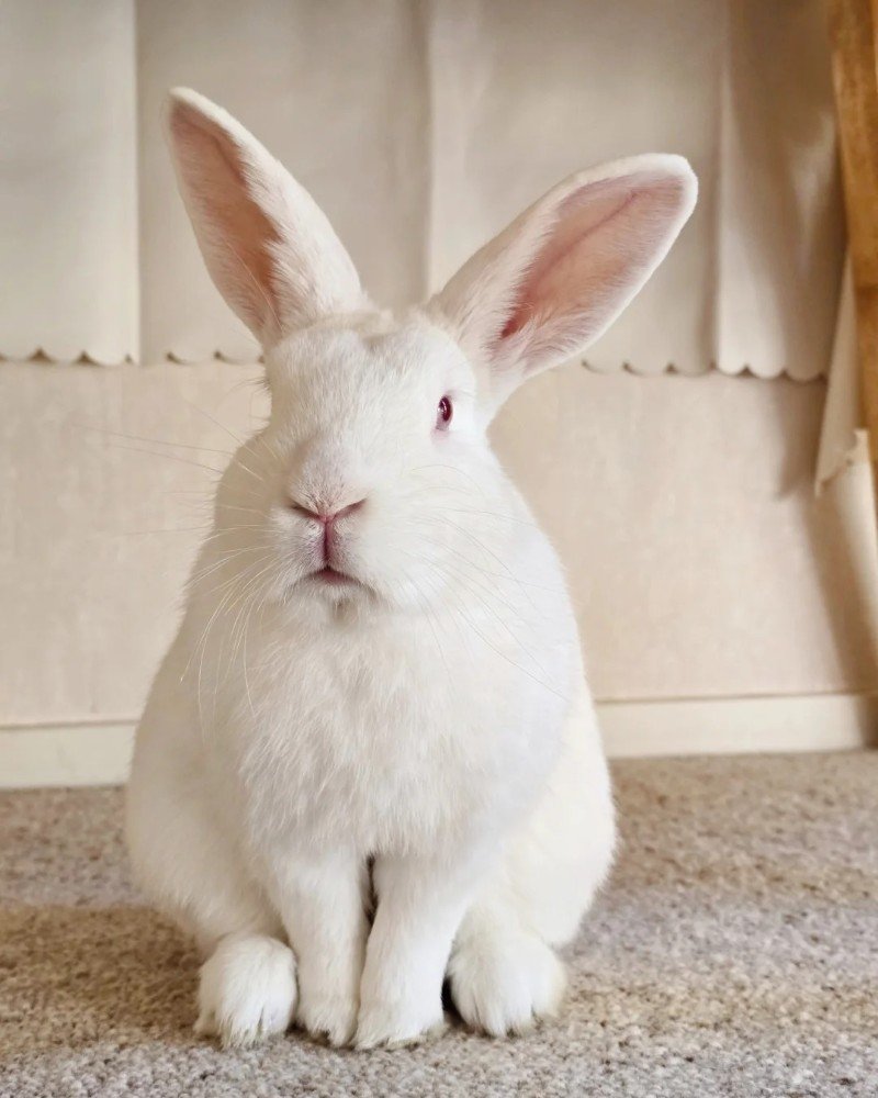 thỏ new zealand 18