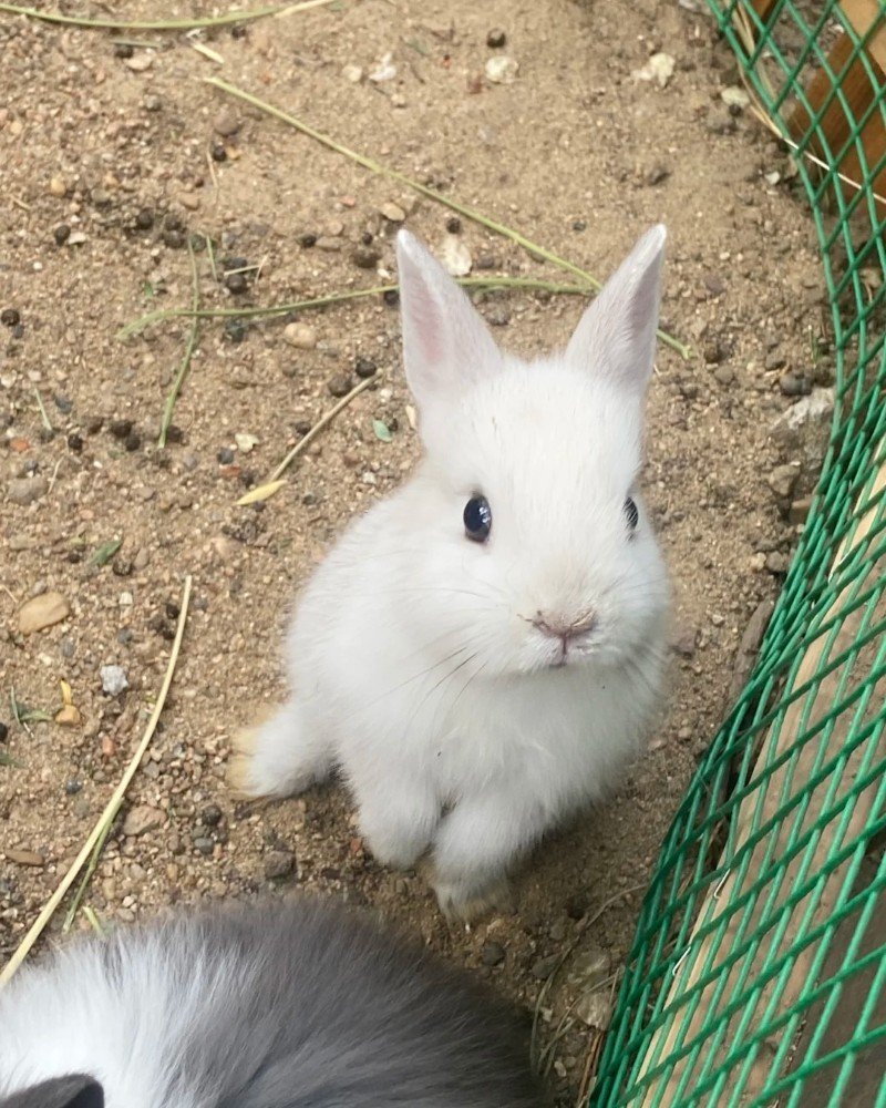 thỏ new zealand 19
