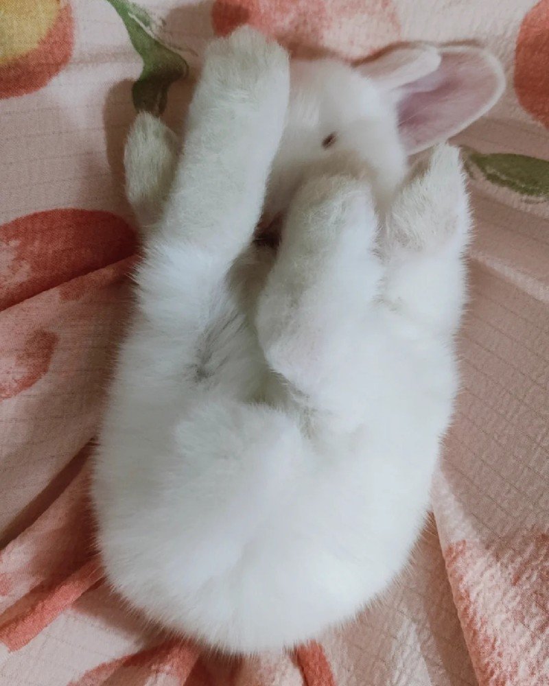 thỏ new zealand 20