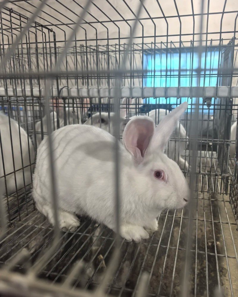 thỏ new zealand 21