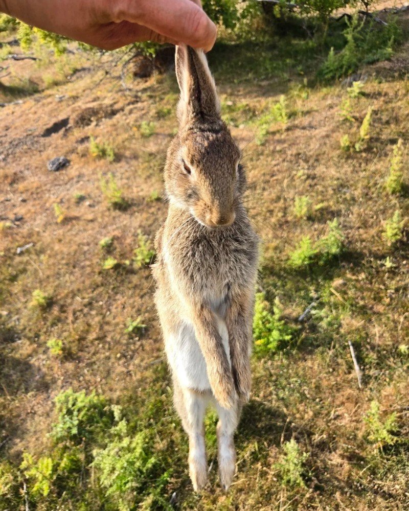 thỏ new zealand 22