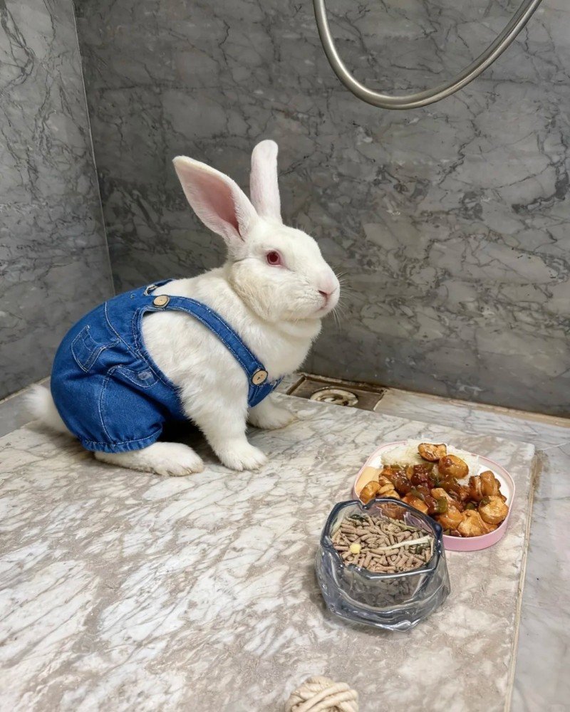 thỏ new zealand 23