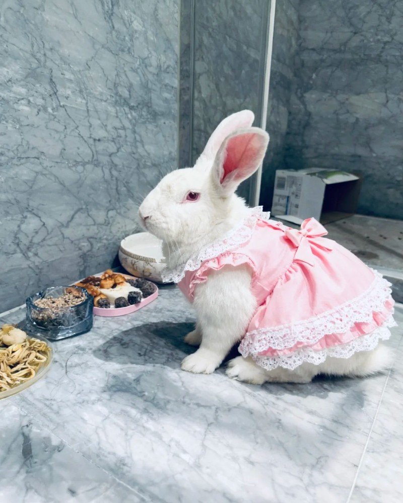 thỏ new zealand 24