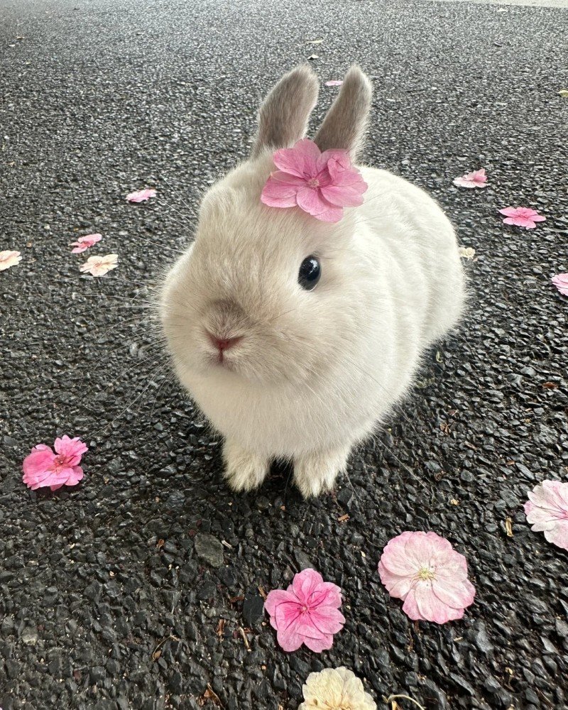 thỏ new zealand 25