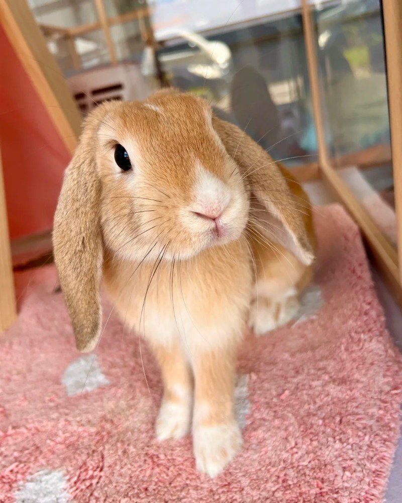 thỏ new zealand 26