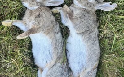 Thỏ New Zealand – Giống thỏ ngoại cỡ lớn, nuôi phổ biến