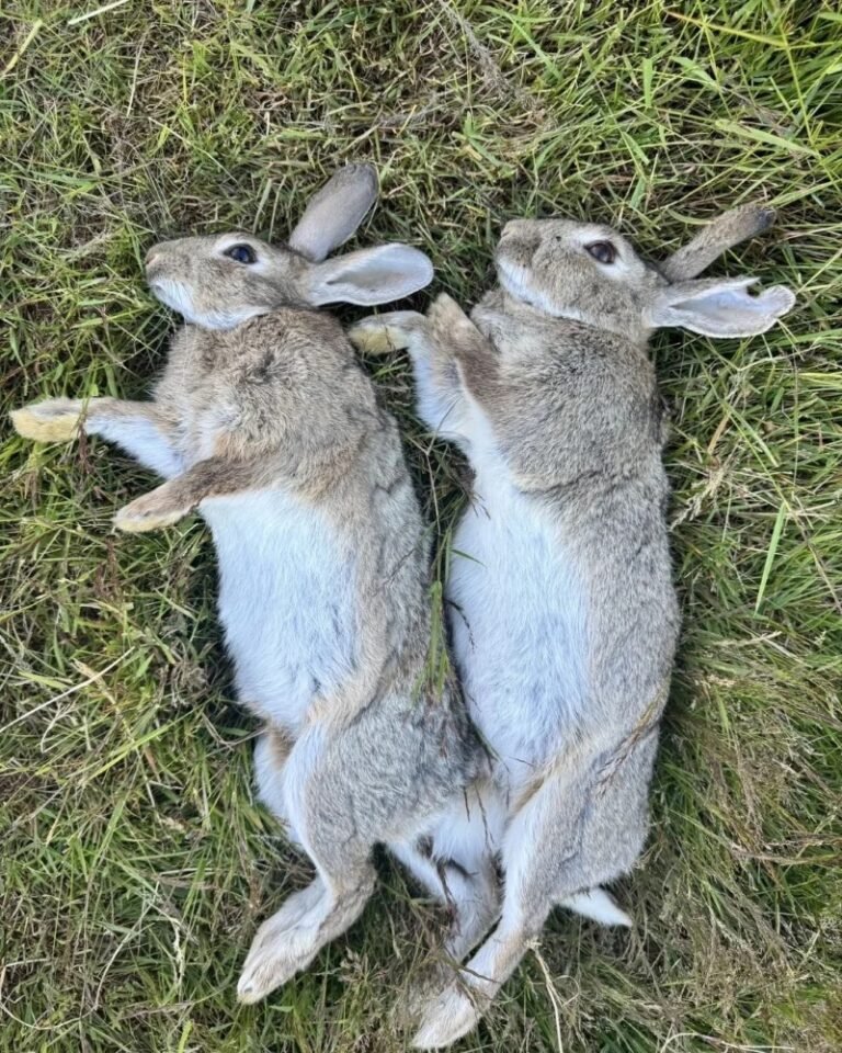 Thỏ New Zealand – Giống thỏ ngoại cỡ lớn, nuôi phổ biến