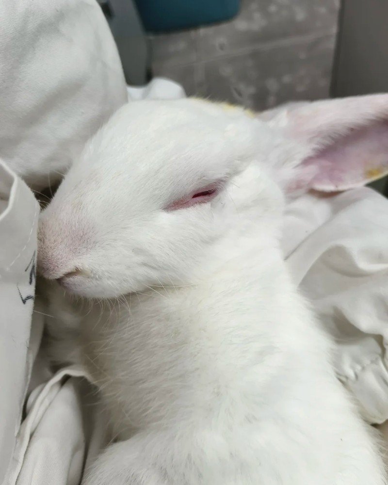 thỏ new zealand 28