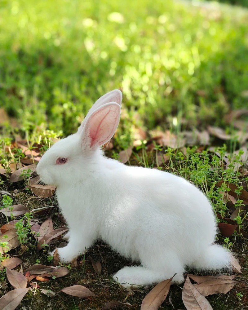 thỏ new zealand 29
