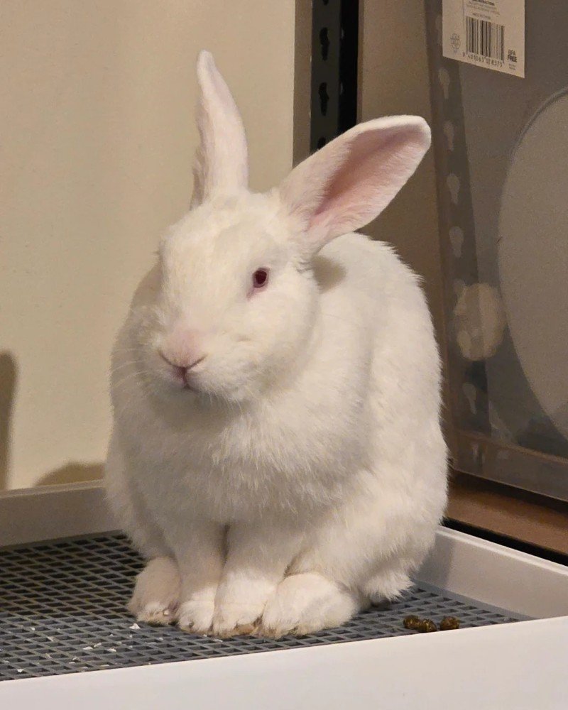 thỏ new zealand 30