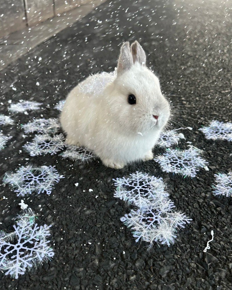 thỏ new zealand 31