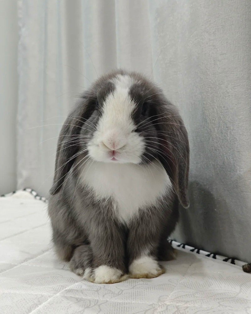 thỏ tai cụp 12