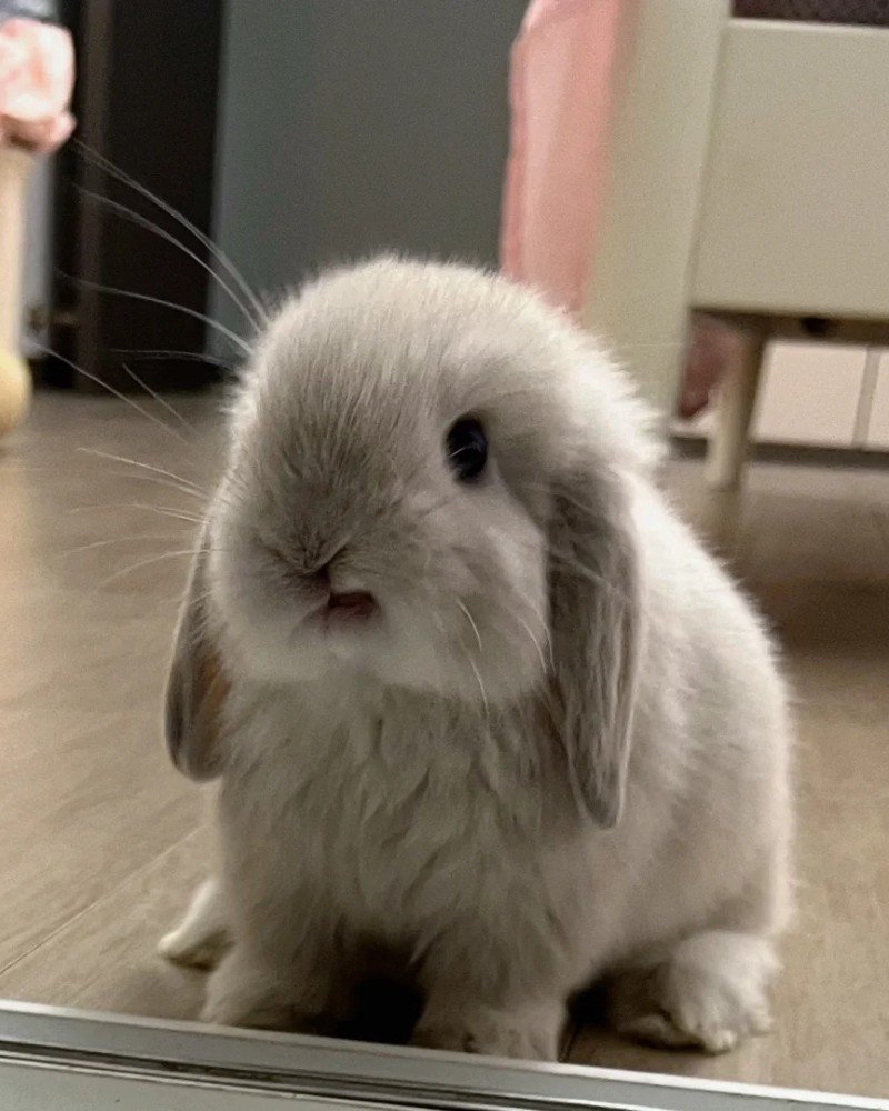 thỏ tai cụp 13
