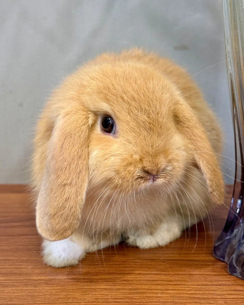 thỏ tai cụp 16