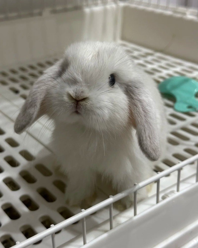 thỏ tai cụp 17