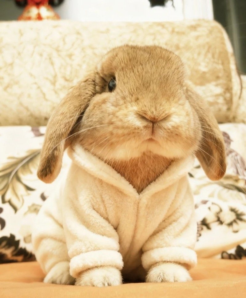 thỏ tai cụp 26