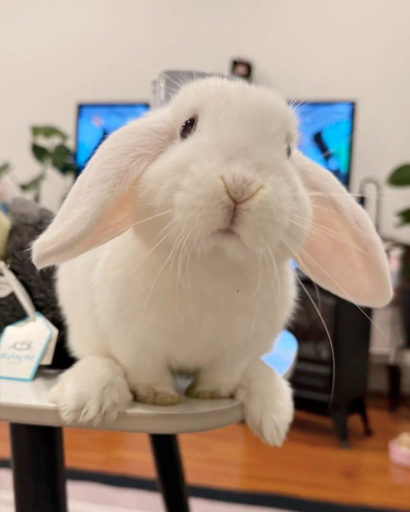 thỏ tai cụp 30