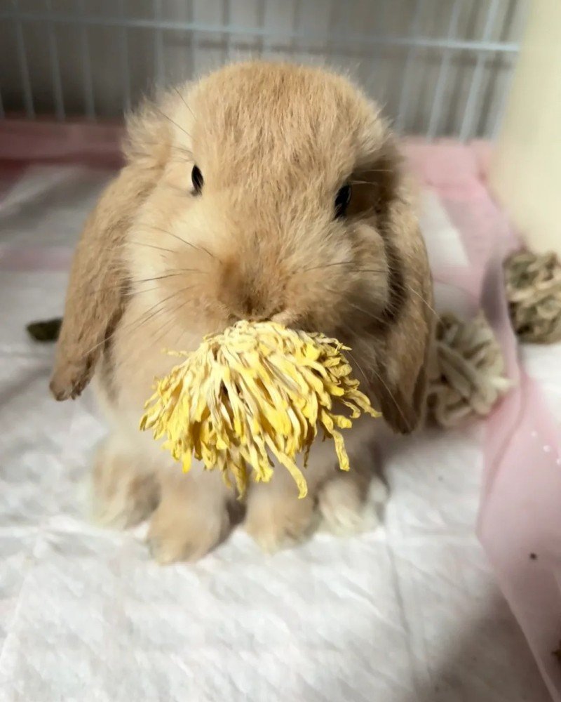thỏ tai cụp 6