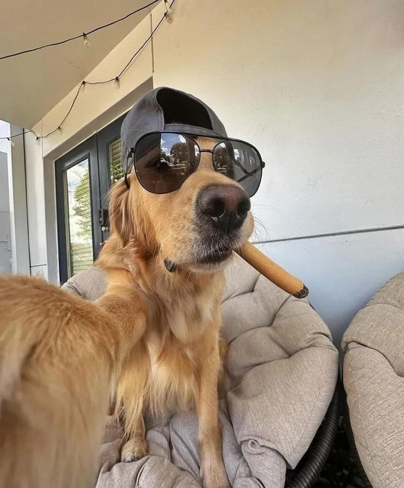 ảnh con chó hài 1