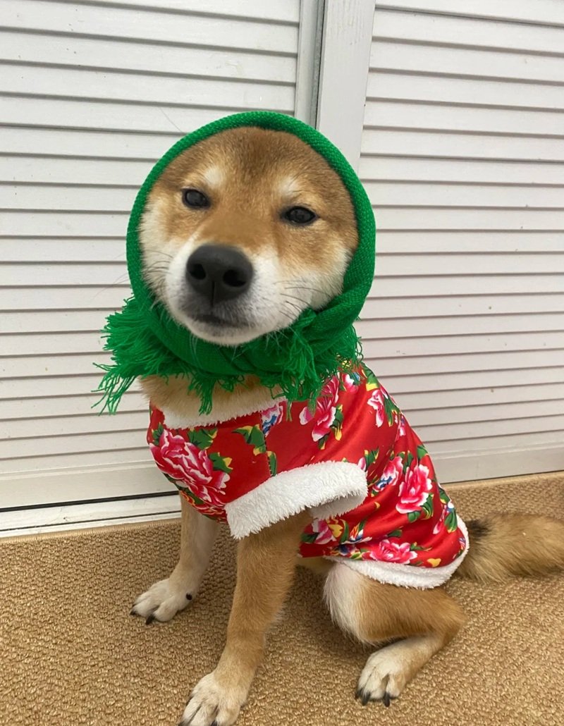 ảnh con chó hài 10