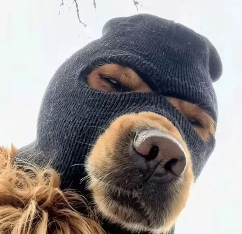 ảnh con chó hài 11