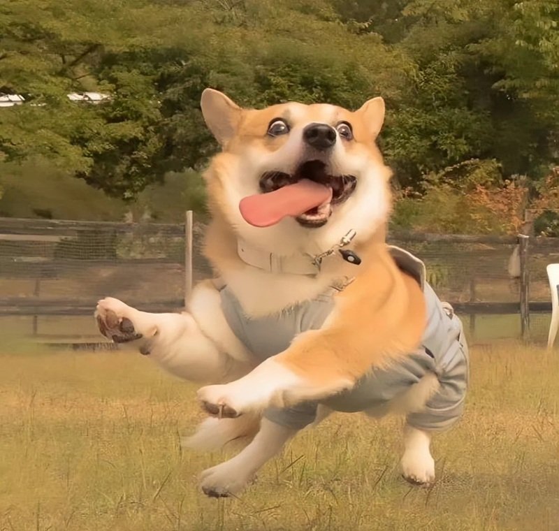 ảnh con chó hài 12