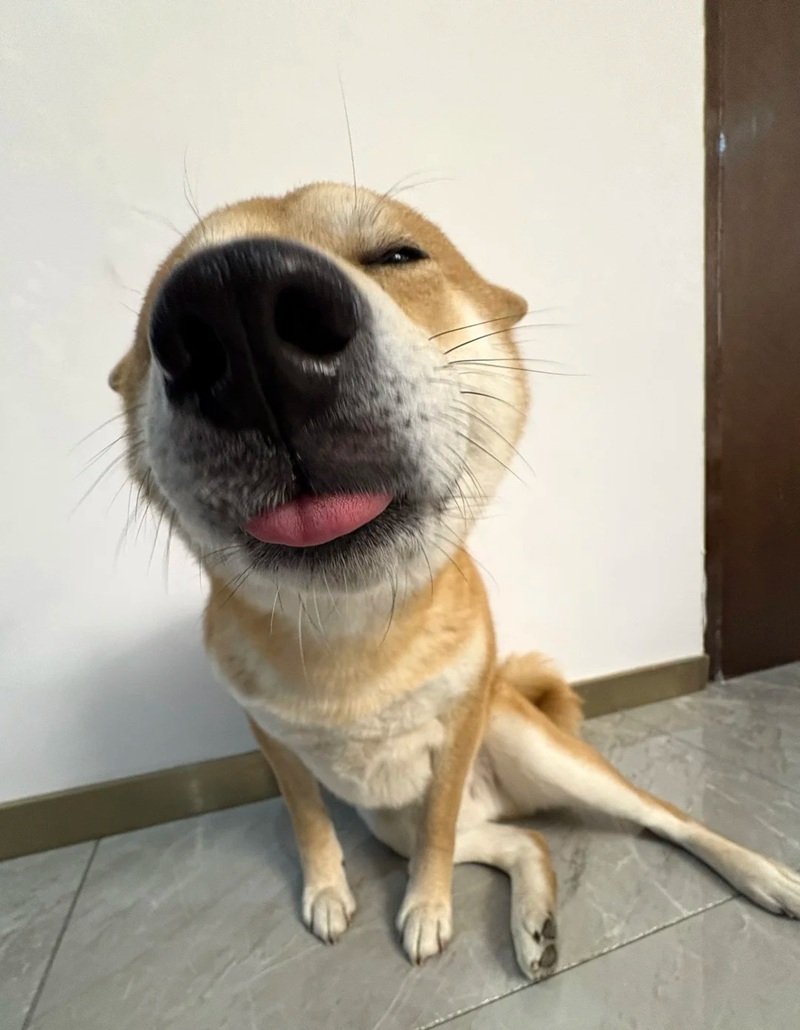 ảnh con chó hài 13